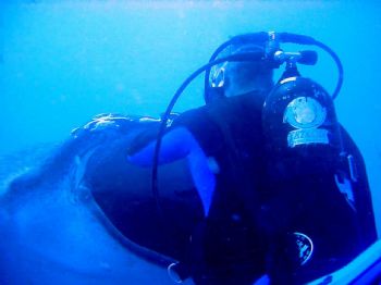 "You said I wasn't on the Menu!"  Tori Station Whale Shar... by Timothy Casey 
